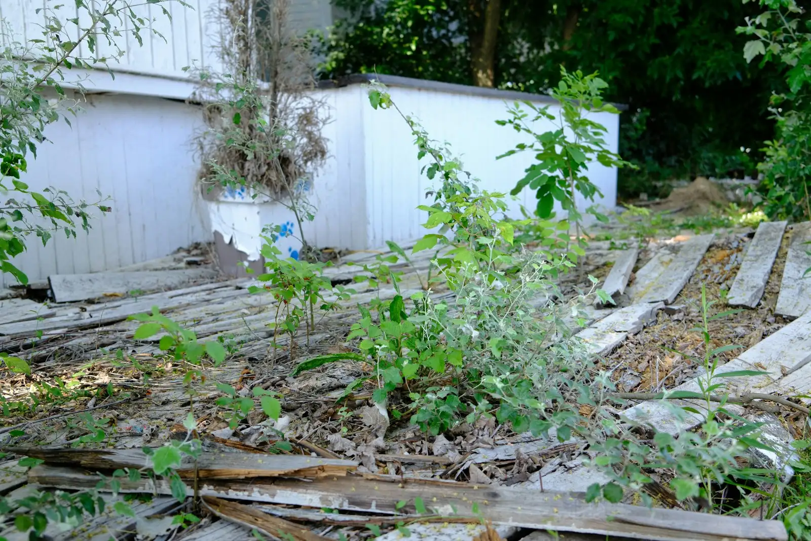 Avant : Terrain en friche avec planches et herbes hautes