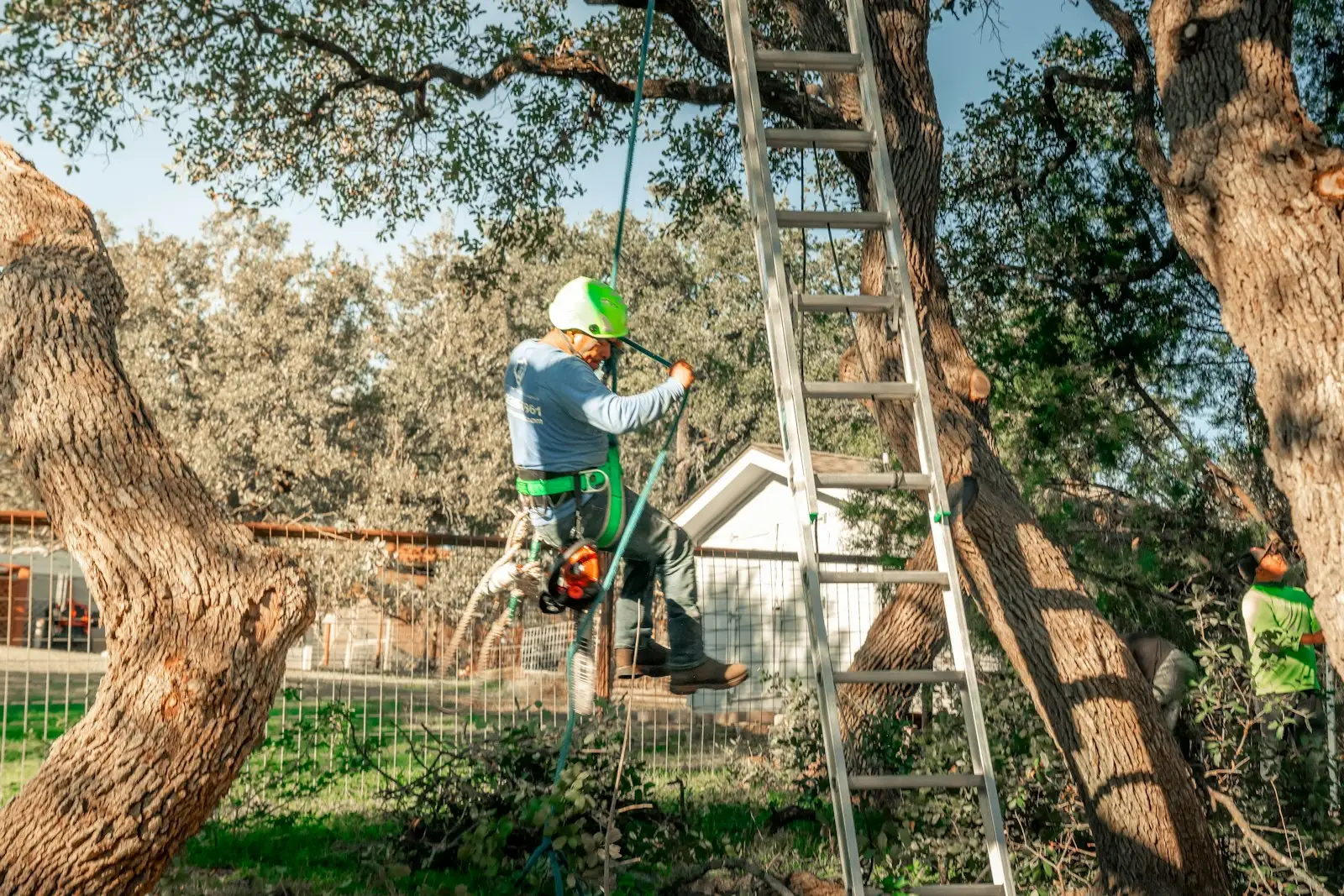 Élagueur en harnais dans un arbre